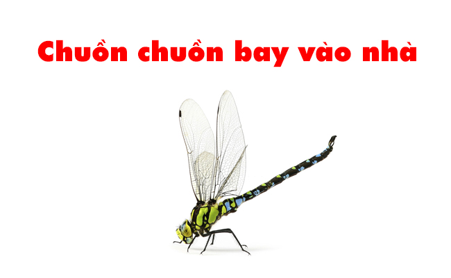 Chuồn chuồn bay vào nhà